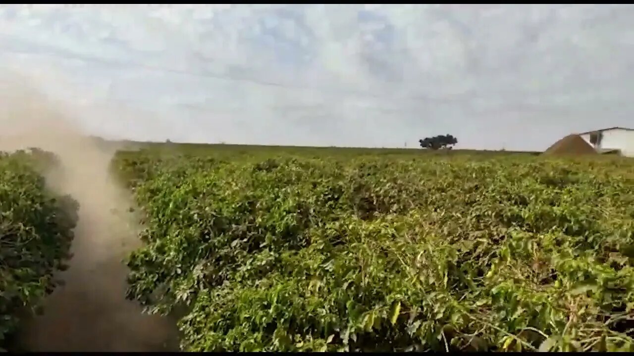 Café tem colheita finalizada em propriedade de Araguari MG