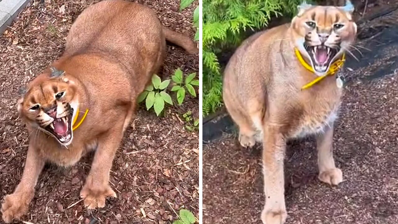 Wild Cat Proudly Flaunts Her Scary Teeth