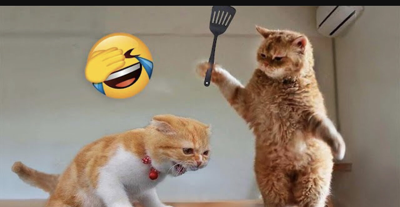 Is this animal crazy😂🤣🙀🙀