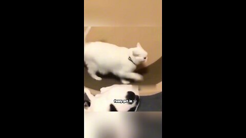 Super Funny Cat Trending Videos #cat #meow #shorts