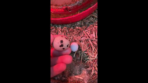 Pure white egg!?!