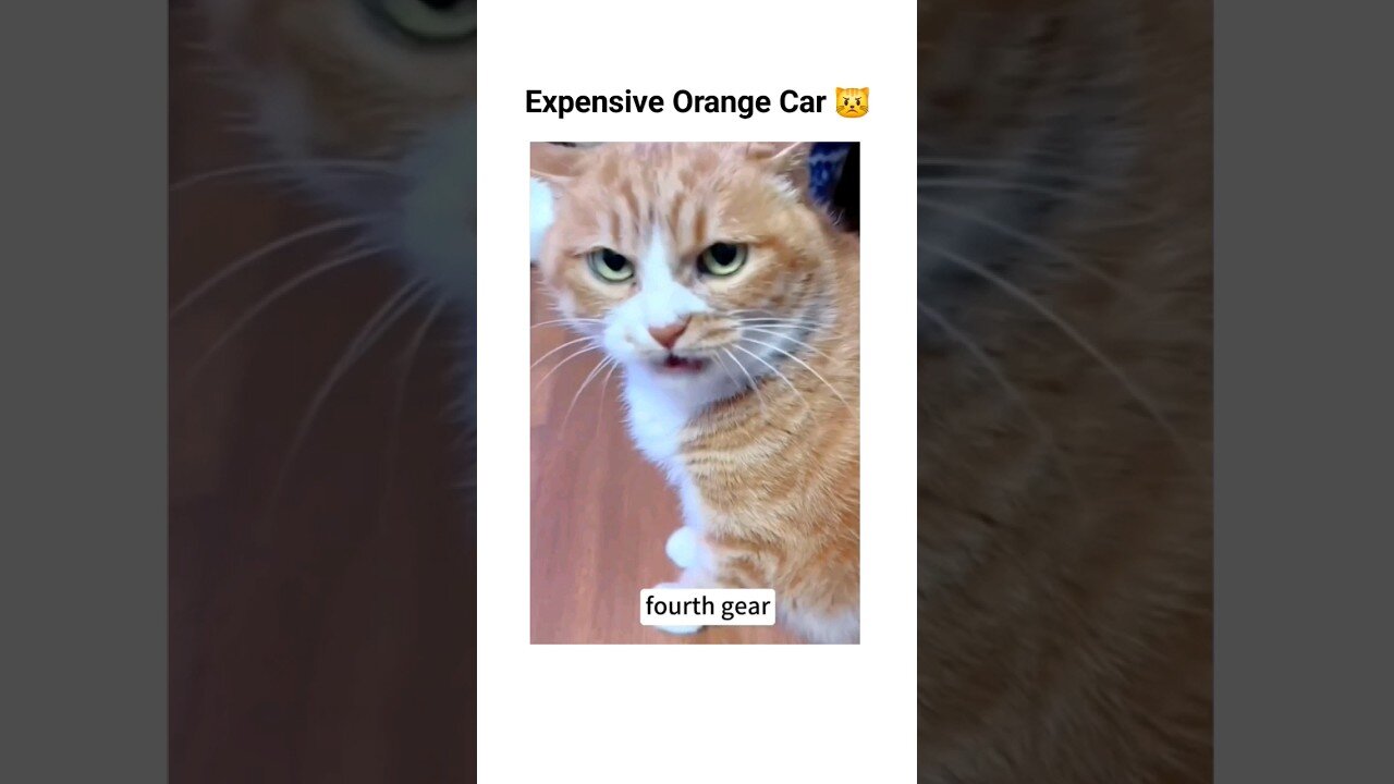 Always orange cats