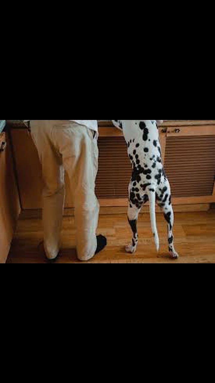 I Bought The World S Rarest Puppy