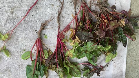 Growing you Swiss chard to seed