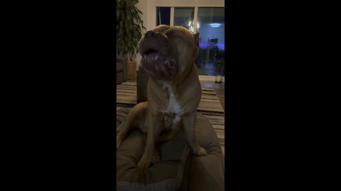 MASSIVE Pit Bull eating “duck feet” as snacks!! 😋🦆🦁