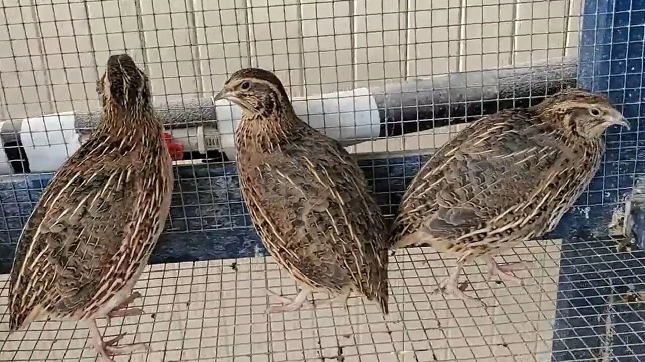 Should You Raise Quail?