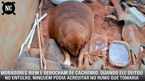 Moradores riem e debocham de cachorro. Quando ele deitou no entulho, ninguém podia acreditar no rumo