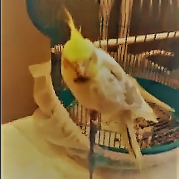 Smart Parrot Knows How To Crack Open Sunflower Seeds