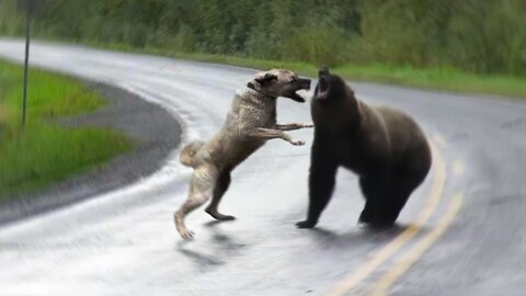 How Kangal Dogs can Overcome BEARS!