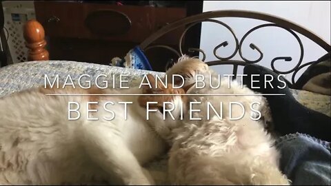 Maggie the Maltese dog and Butters the cat are best friends