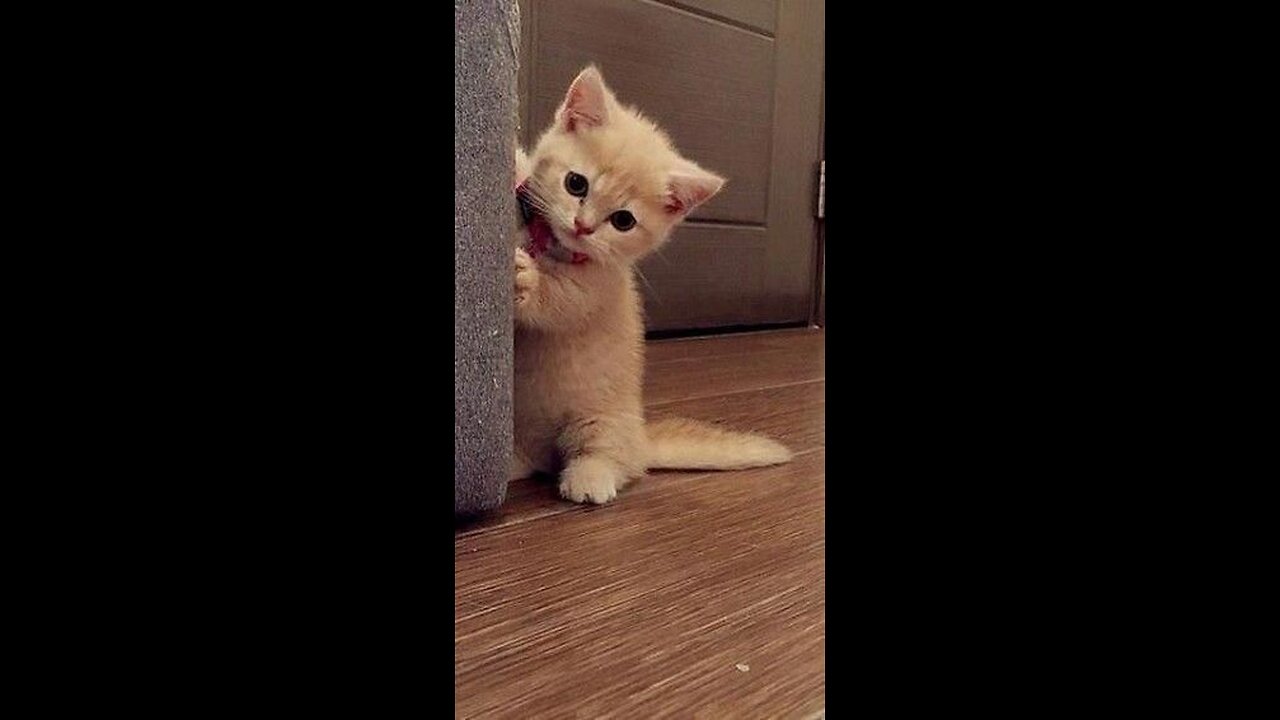 Cute Cat Funny Video😹😻 #shorts #kitten #cute #cuteanimals