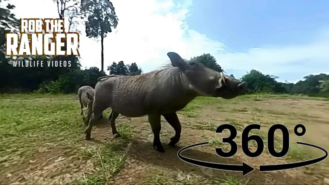 Warthog Family Join A Mara Breakfast Break!! (In 360° VR) | Zebra Plains