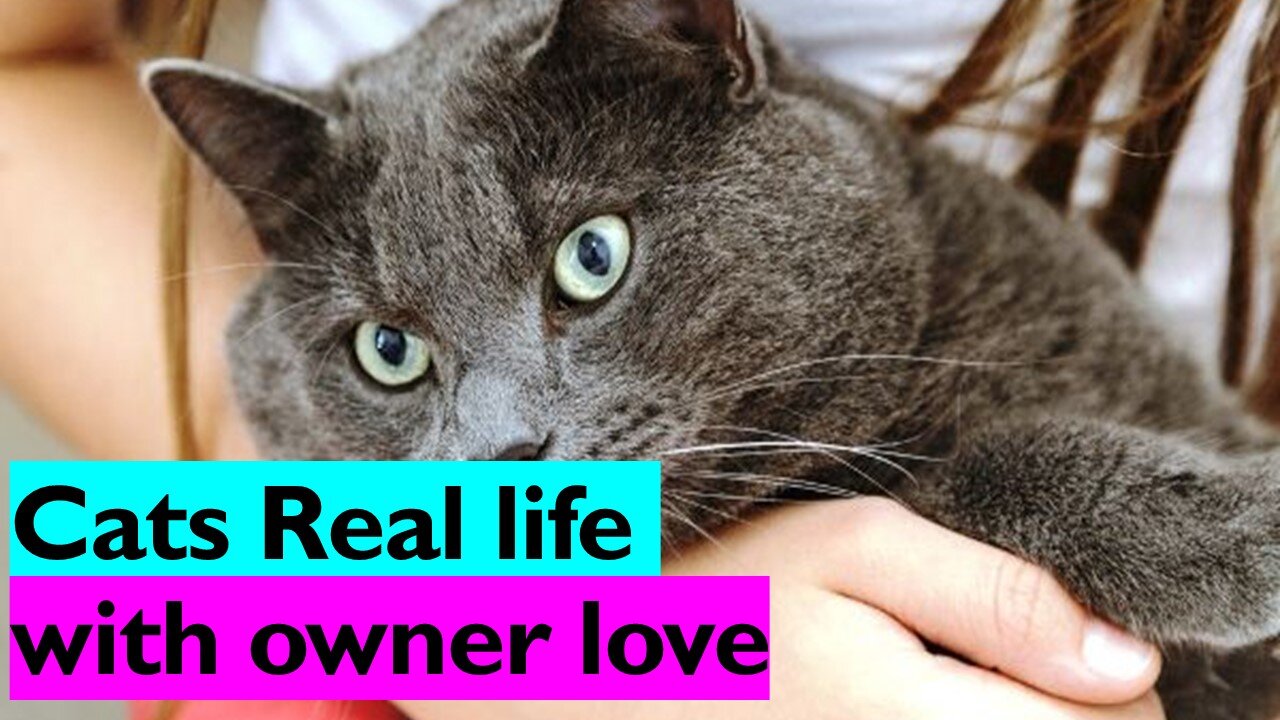 Cats Real life with owner love