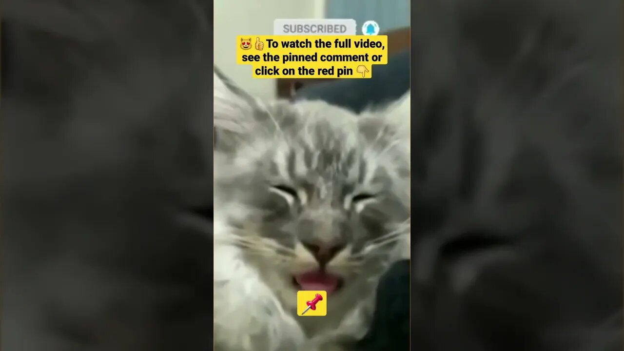 cute cat videos 😹funny videos 😂1402😻#shorts #catvideos #funnycatsvideos #cat #funny_cat #cutecat