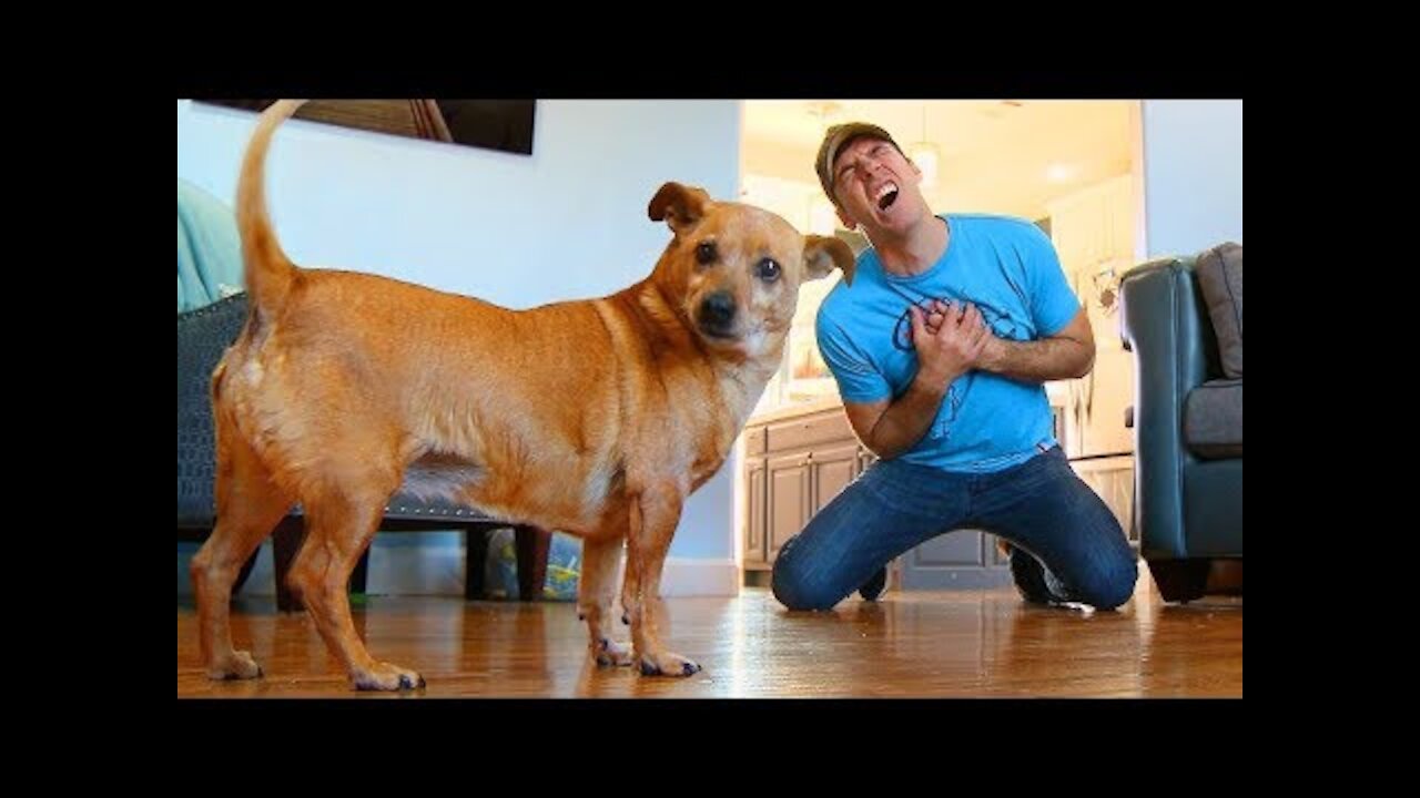 Faking My Death In Front of My Dog - Funny Dog Reacts!