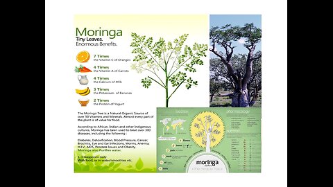 THE MIRACLE TREE (MORINGA OLEIFERA)