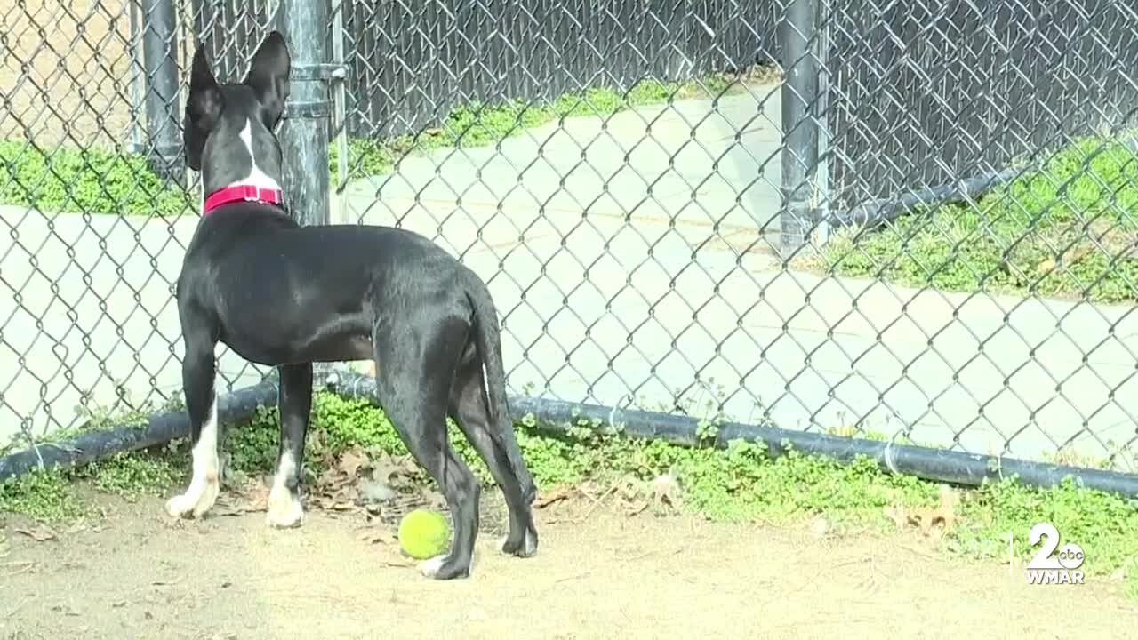 Anne Arundel County Animal Care and Control waiving adoptions fees for dogs