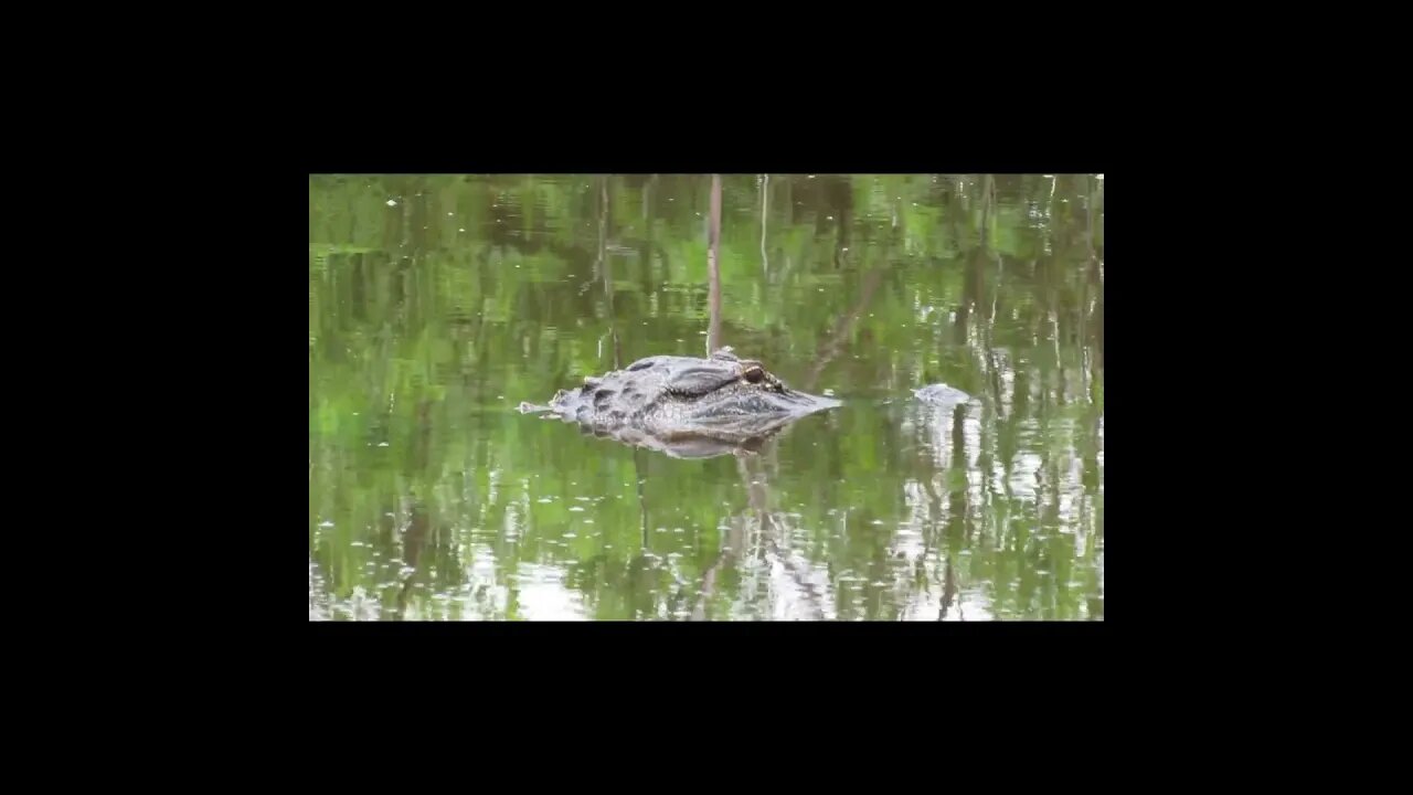 Florida alligators