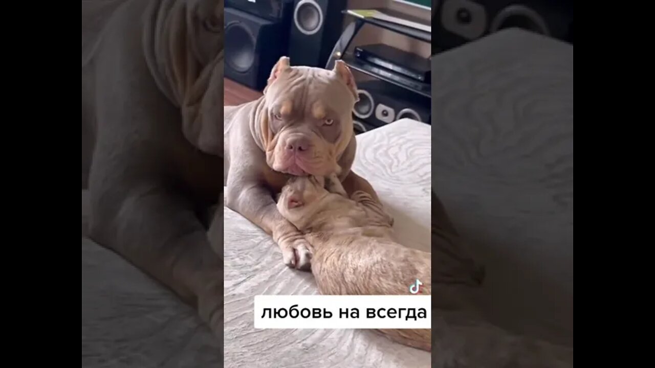 #shorts Смешные Собаки Из Тик Тока 31 Funny Dogs From Tiktok