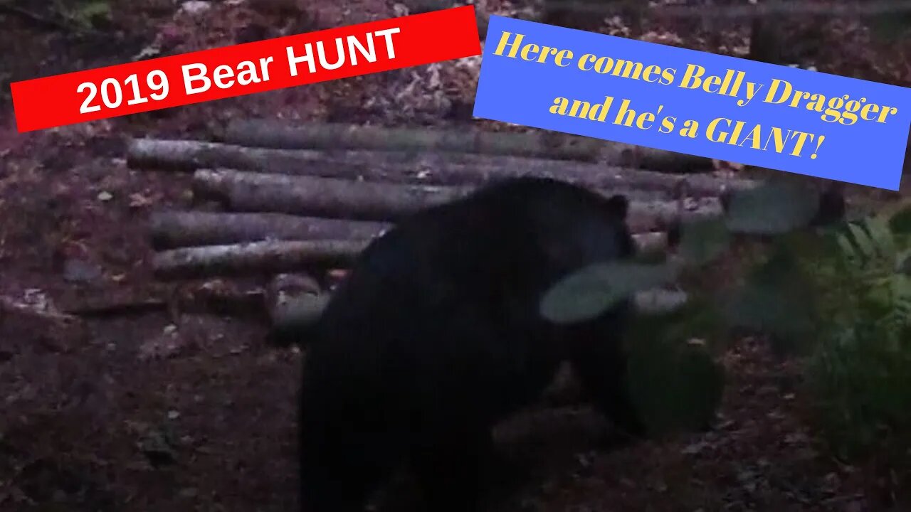 Bear hunting for a giant