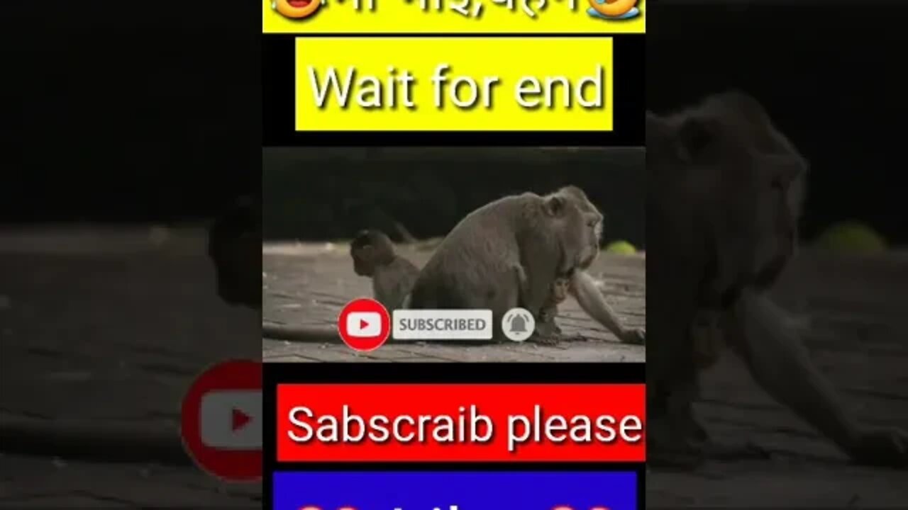 maa bhai, behan monkey funny video|| monkey short video || #funny #shorts #youtubeshort #youtube