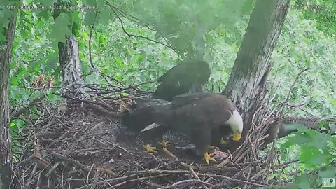 Hays Bald Eagles Mom brings in a really Huge Fish 2022 05 22 17 14 23 916