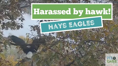 Hays Eagles Mom gets harassed by a Hawk 2021 11 16 8:13:21AM