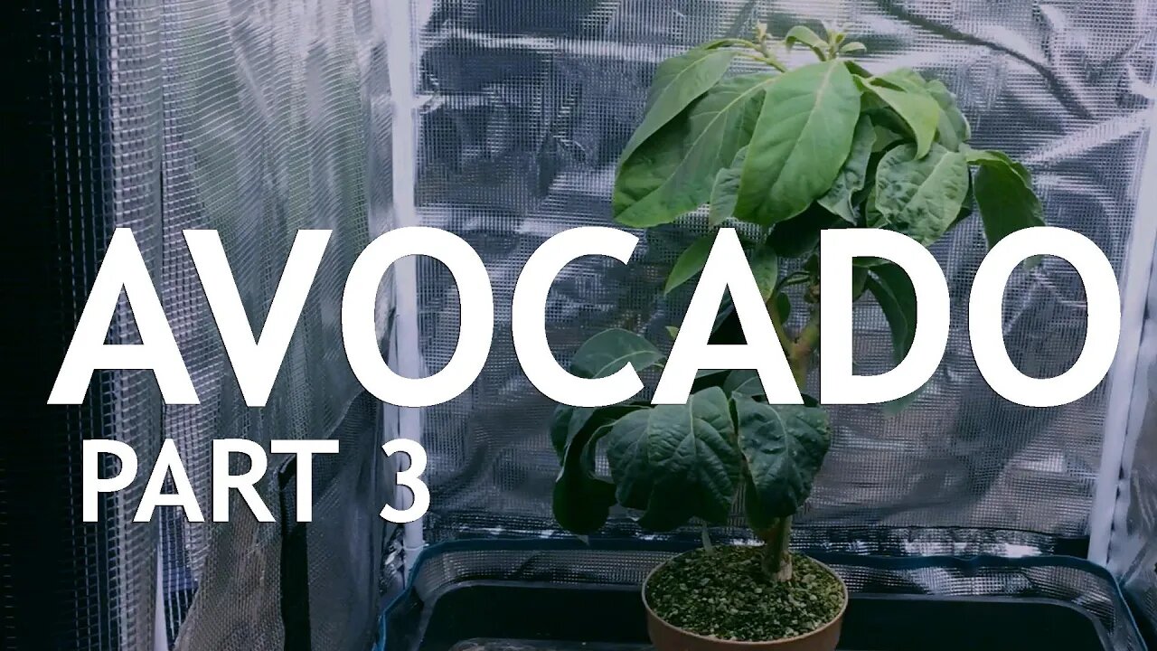 Growing an Avocado Tree, Indoors. Part 3