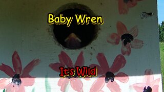 Baby Wren In Nest