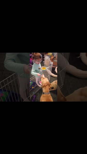 Bella Feeding the Dogs with a Spoon