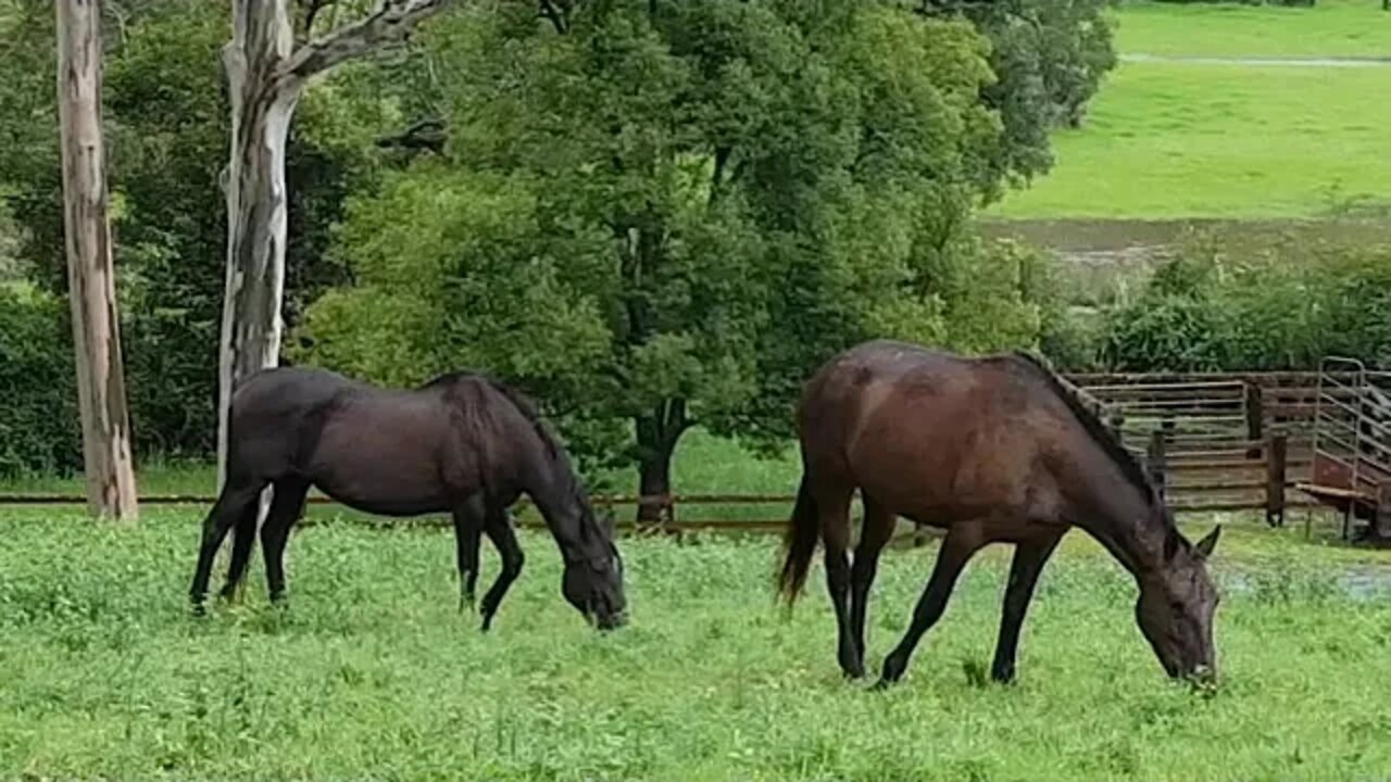 Cleo and Tuppy with the floods, business as usual. Beats drought and bushfires!