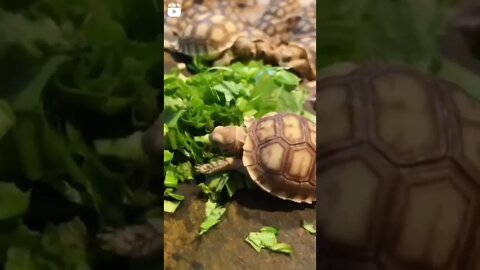 little turtles