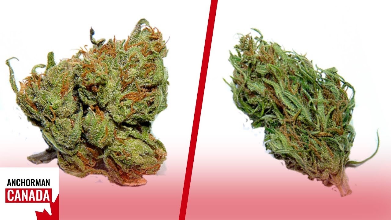 Indica vs Sativa: The Difference You Need To Know Between Cannabis Types