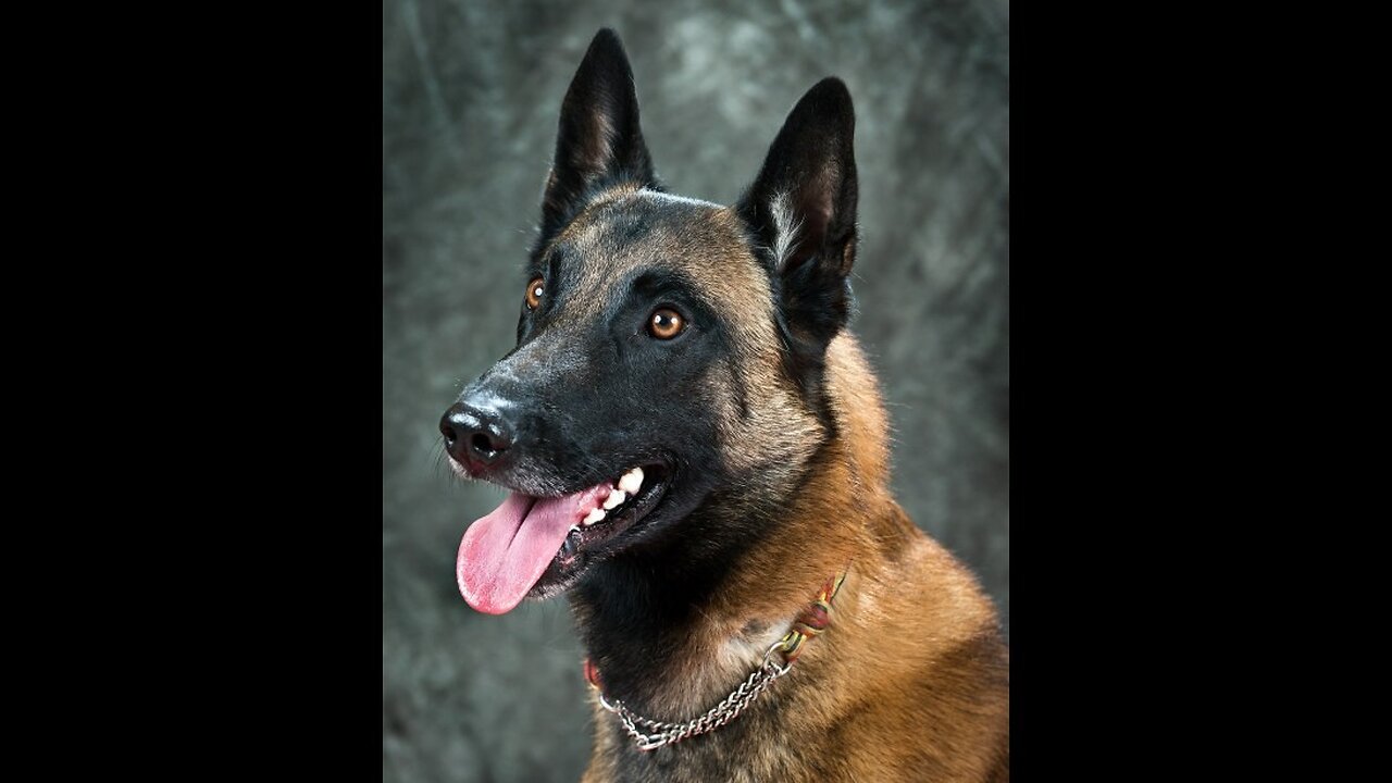 Hoge's Heroes: Yoda the K9 Feels the Force, Takes Down Convicted Murderer