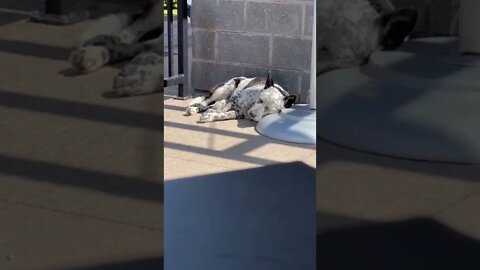 Dog having a nap