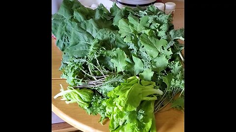 Our 1st Garden Harvest 07-10-23 ❤️🧡💛💚💙💜