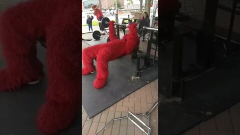 Elmo doing bench press