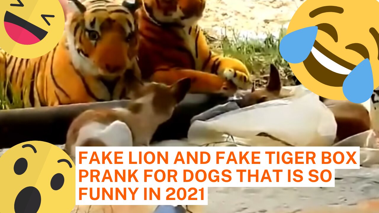 FAKE LION AND FAKE TIGER BOX PRANK FOR DOGS THAT IS SO FUNNY IN 2021