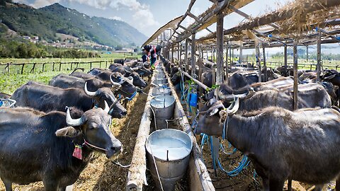 CHEESE Making Process From Buffalo Milk in Factory - Buffalo Farming and Harvesting Milk