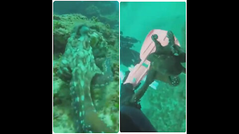 Funny Different Animals Chasing and Scaring People