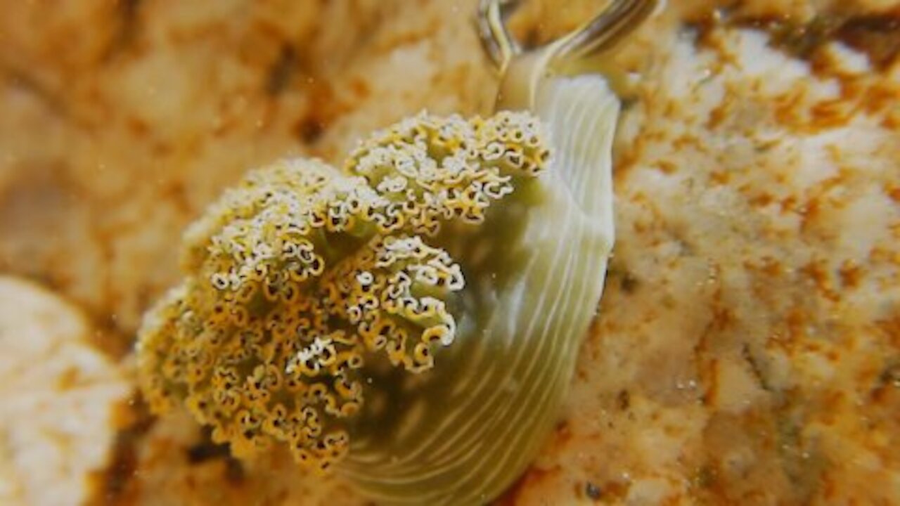 Underwater Sea Slug Nature Animals Sea Slug