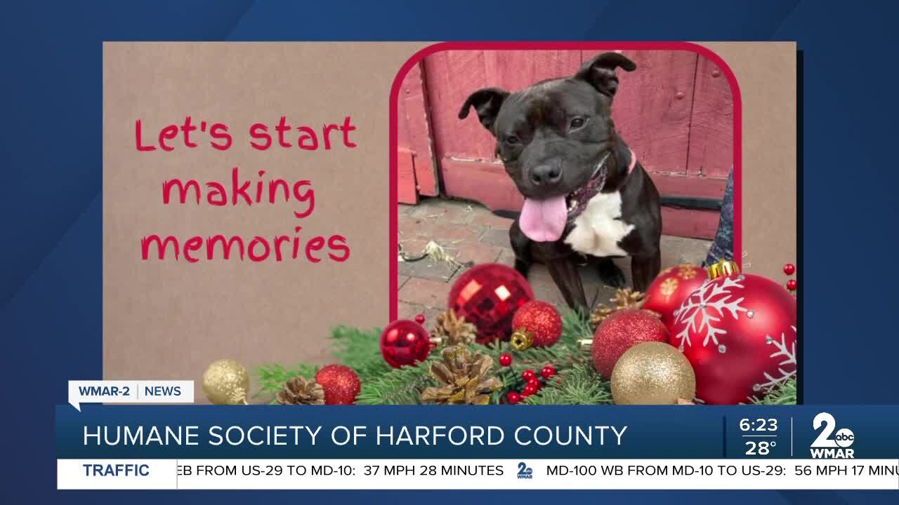 Ebeneezer the dog is up for adoption at the Humane Society of Harford County