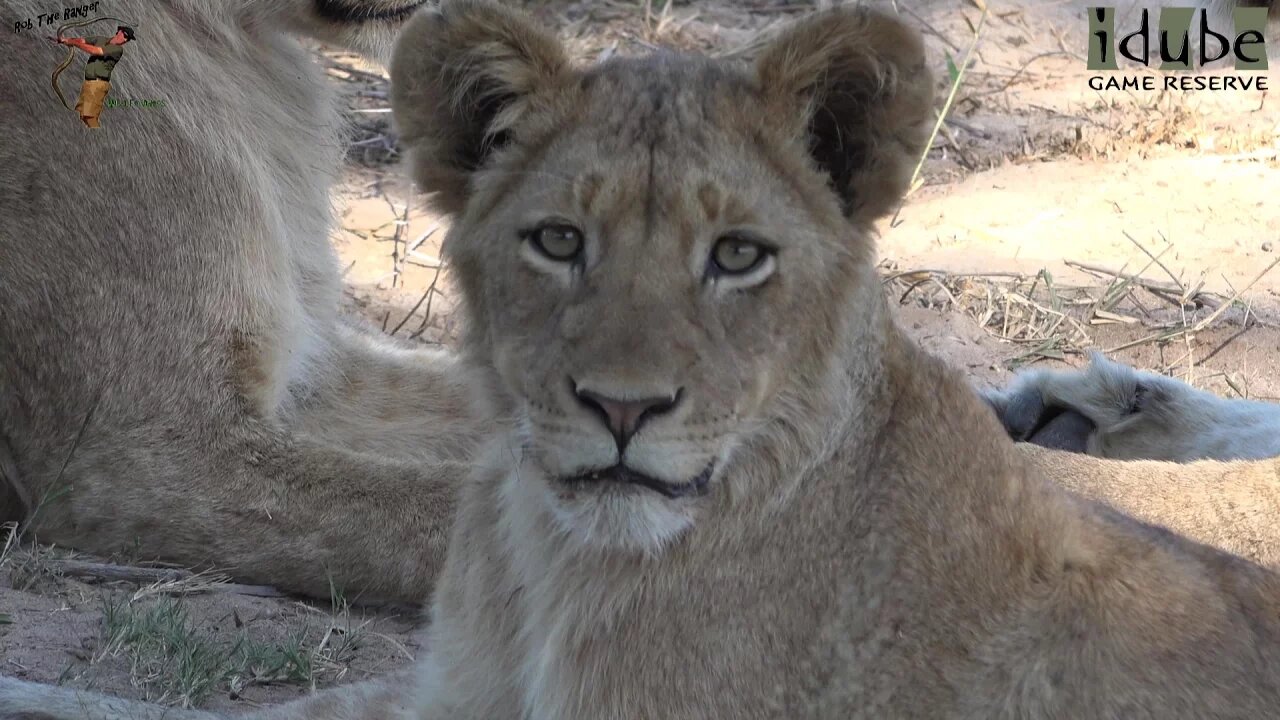 Daughters Of The Mapogo Lions - Rebuilding The Othawa Pride - 126: Midday Laziness