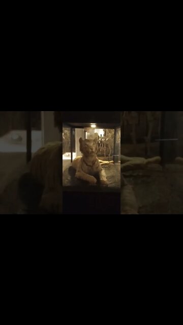 More of the Animal Museum #shorts