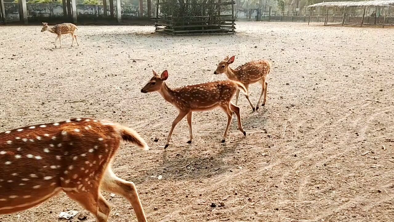 herds of deer