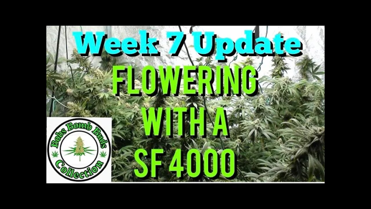 Week 7, Flowering With A Spider Farmer SF 4000 Update