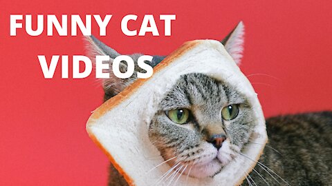 💗Cute And Funny Pets | Try Not To Laugh Pets Compilation 💗