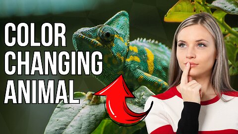Exploring the Colorful World of Nature's Masters of Camouflage