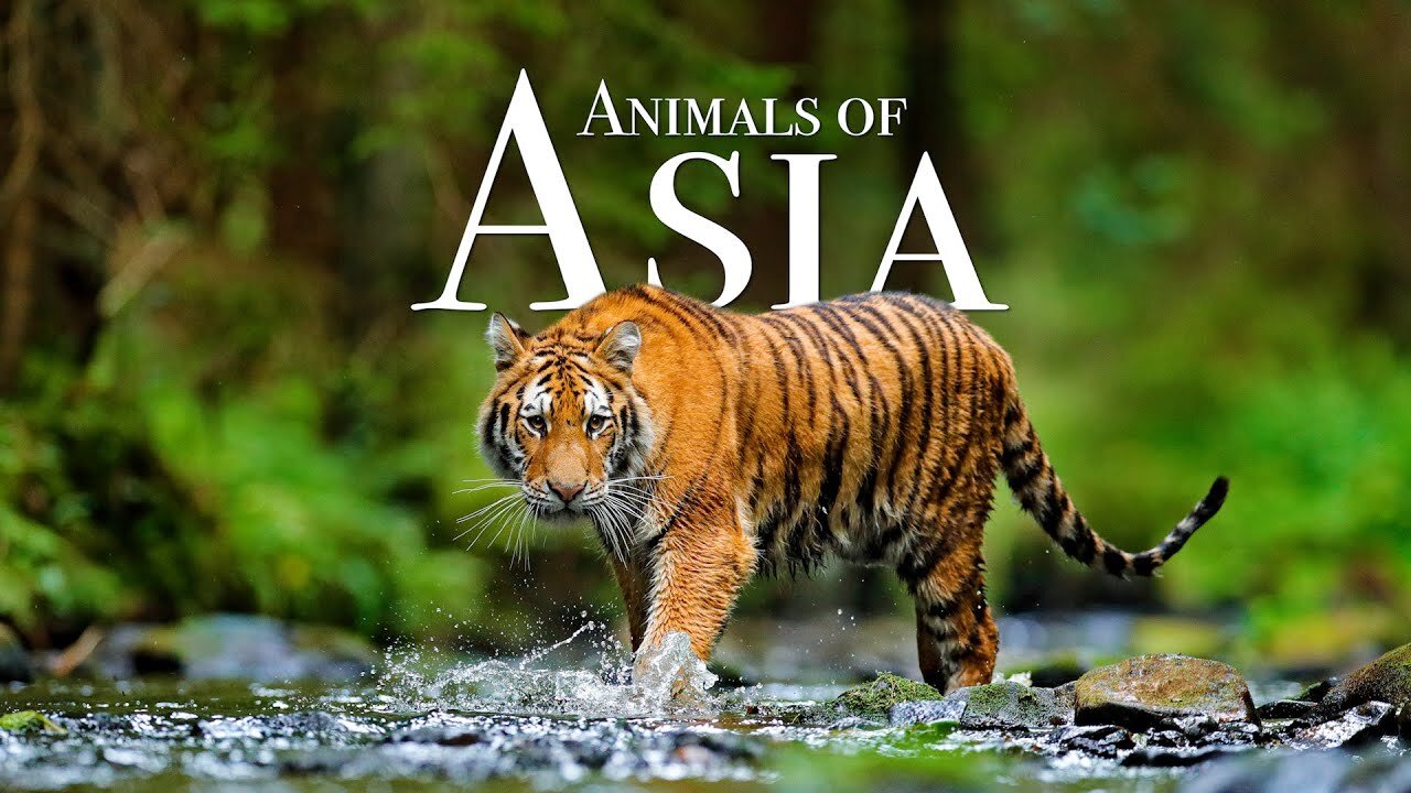 Animals of Asia 4K