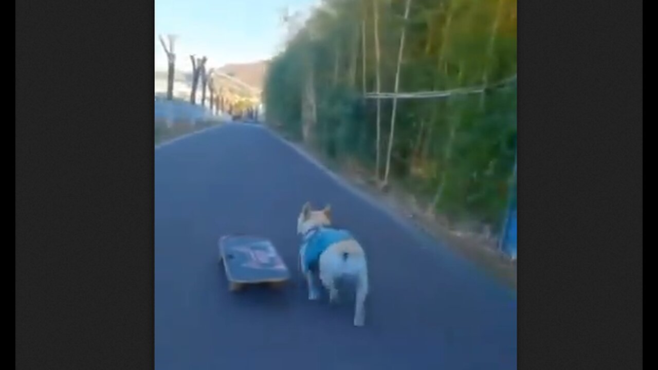 Skateboarding Dog When He's Late For Work But Still Showing Off